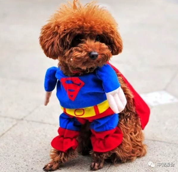 92d5828031ee43ef92640a6d2b8f49c8